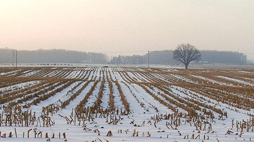 Snowy Empty Wheat Field