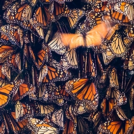 Monarch butterflies in a cluster