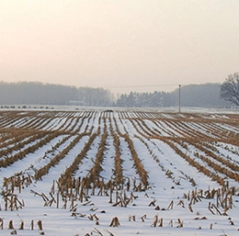 Snowy Empty Wheat Field