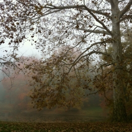 autumn scene with deciduous tree and water in fog